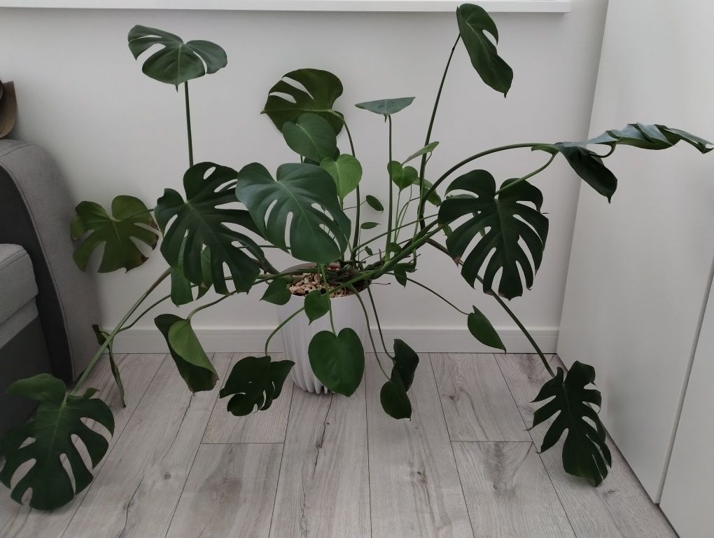 Monstera dziurawa