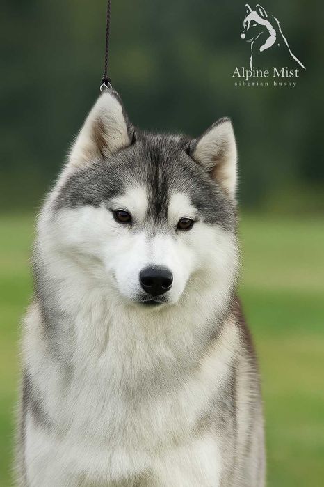 Siberian husky samiec srebrno-biały, odbiór grudzień  ZKwP FCI