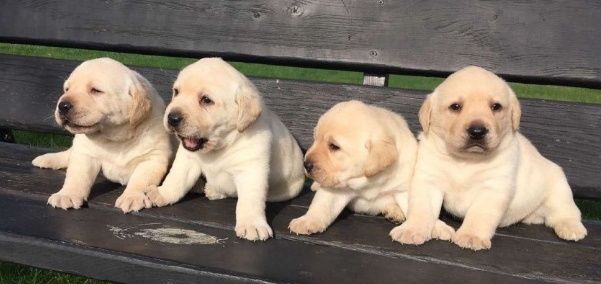 Шоколадный Лабрадор мальчики и девочки Палевый и Черный окрас