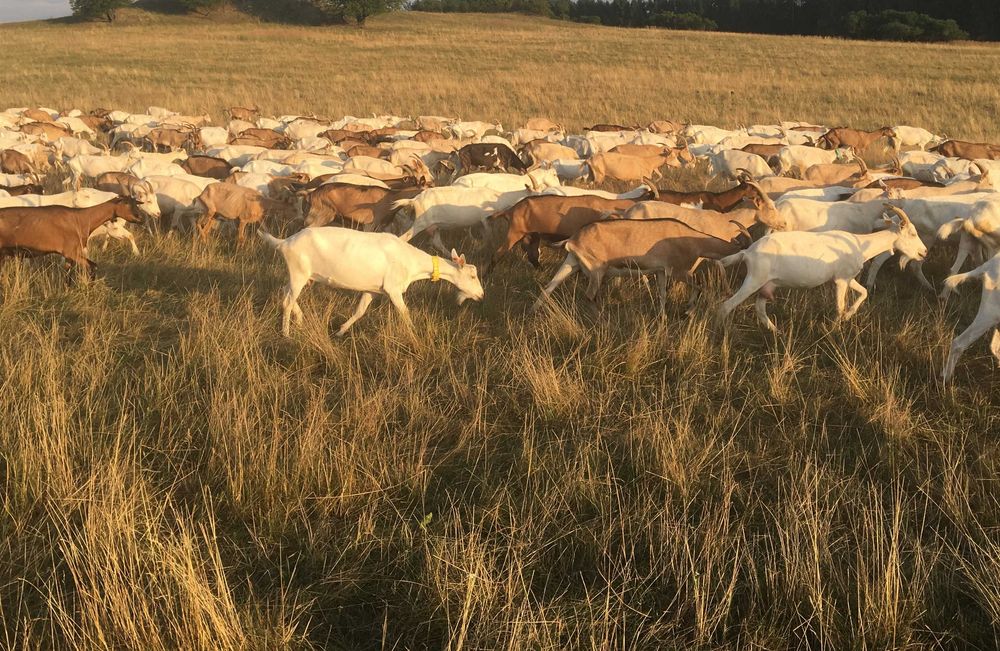 Sprzedam młode Kozy mleczne rocznik 25