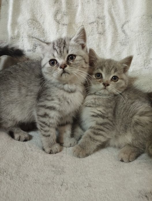 Шотландські кошенята