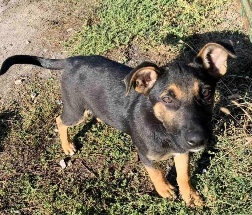 Щенята Барі, Тері і Роні шукають дім