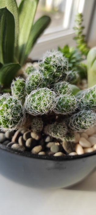 Композиция сукулентов