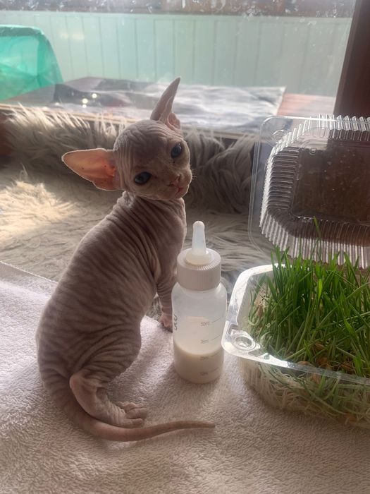 Канадский сфінкс хлопчик у розведення.  вік 1,5 місяці
