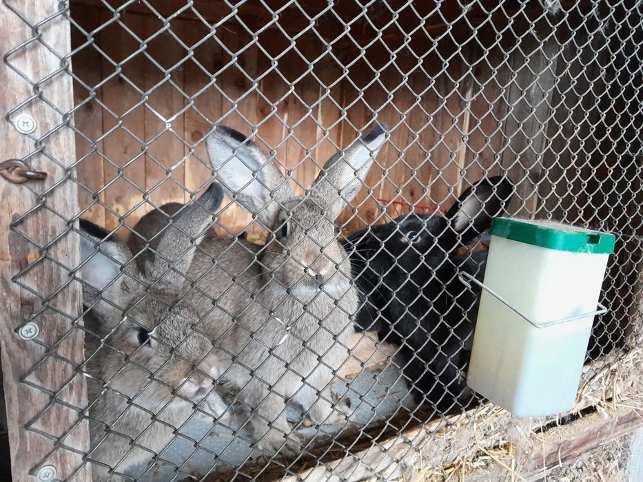 Kroliki duze mieszance