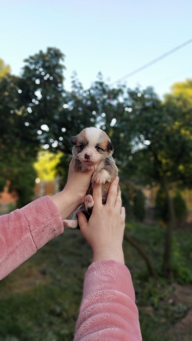 Вельш Коргі Пемброк шикарнюща дівчинка.  КОргі
