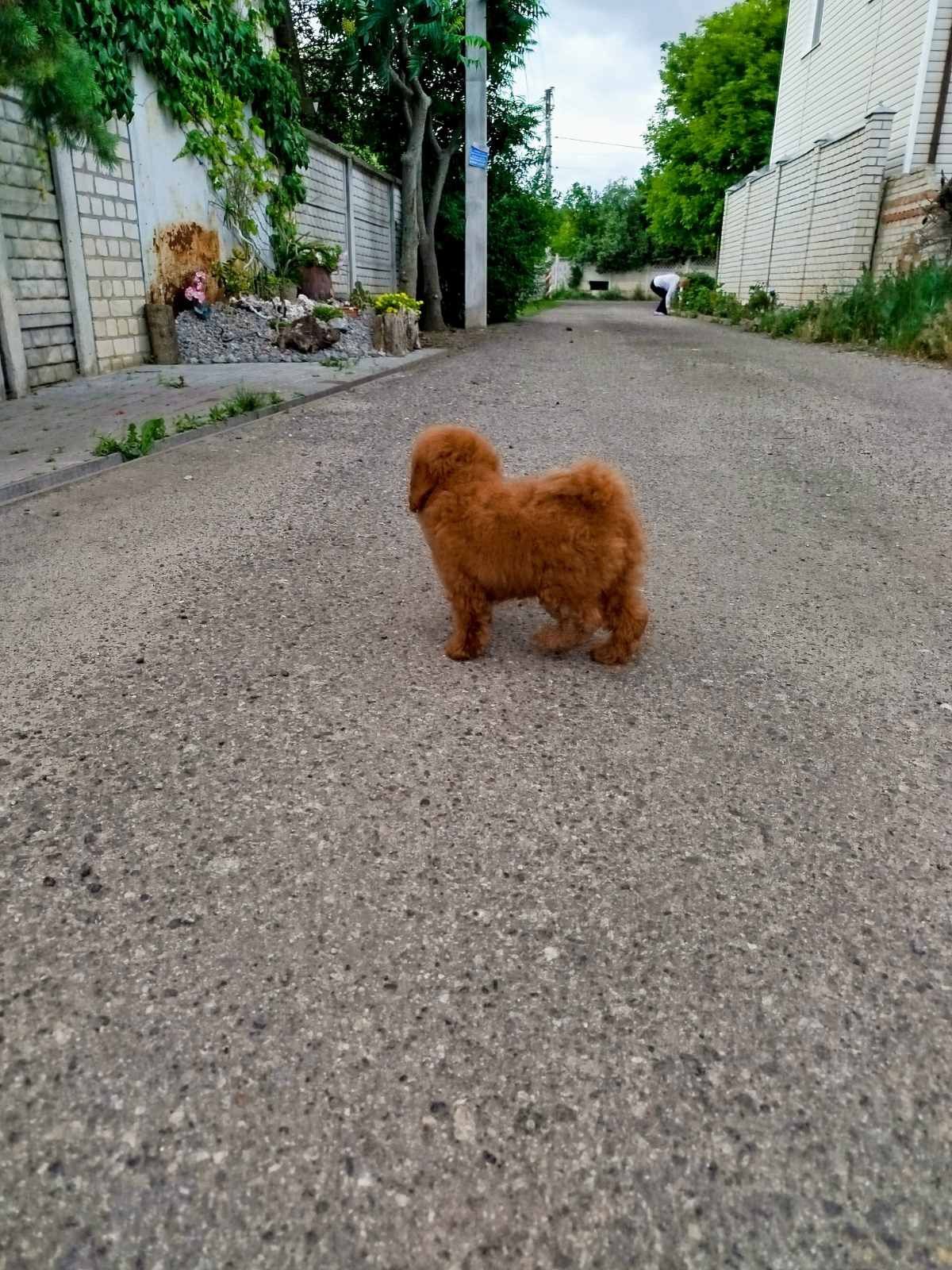 Мальтипу миничка в модном окрасе