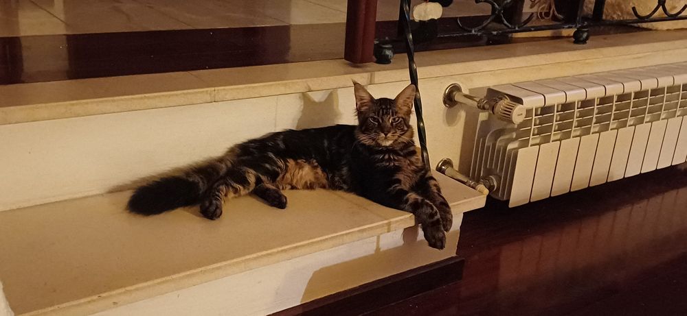 Gatinho maine coon puro