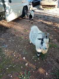 Cabras anão pequeno porte