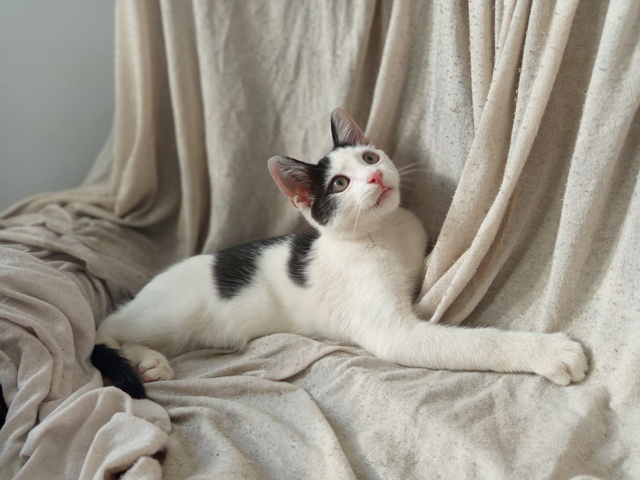 Cudowny Filuś do adopcji.