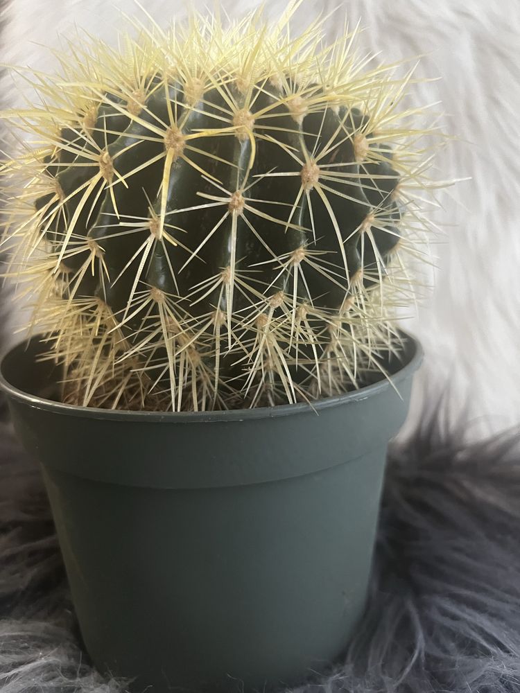 kaktus kula duży zdrowy