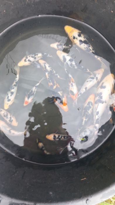 Коропи кої карп коі