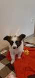 Papillon spaniel kontynentalny
