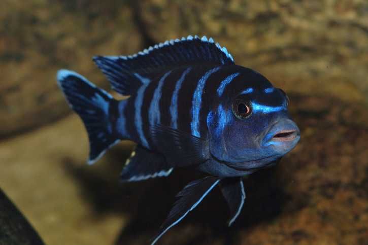 GB MALAWI Pyszczak Demasoni - dowóz ryb!
