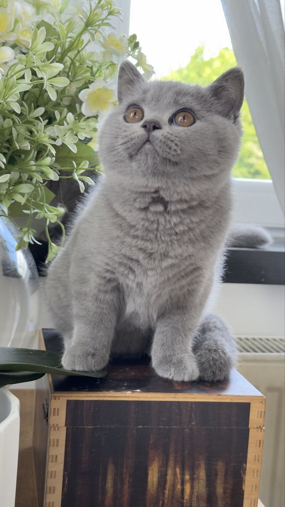 Kocieta brytyjskie