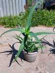 Aloes drzewiasty sadzonki