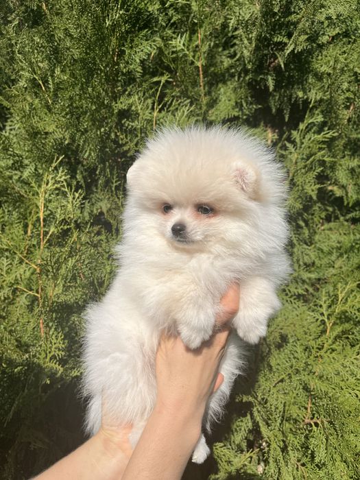 Померанский шпиц. Белоснежный мальчик