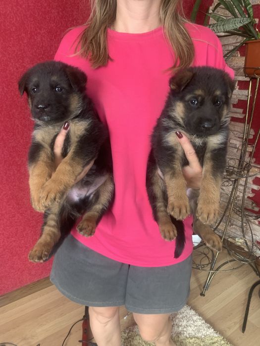 Продам щенят Німецької вівчарки