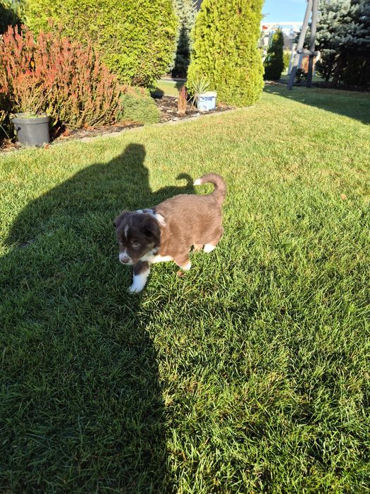 Szczeniaki border collie ZAREZERWOWANE