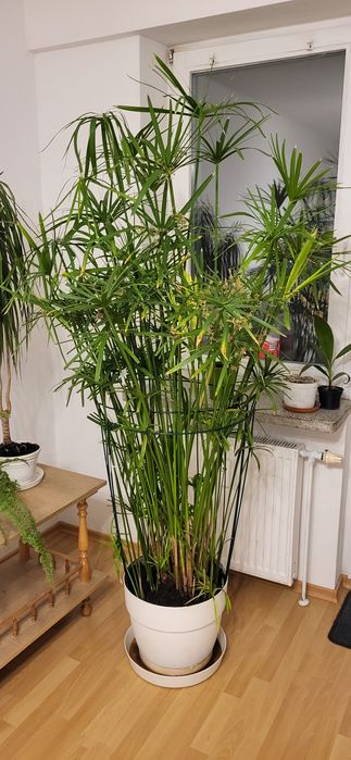 Kwiat, papirus. Cibora 1,9 m