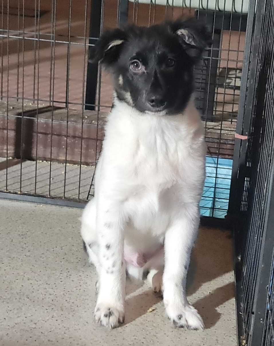 Gambi to cudny, łagodny, półroczny psiak w typie border collie.