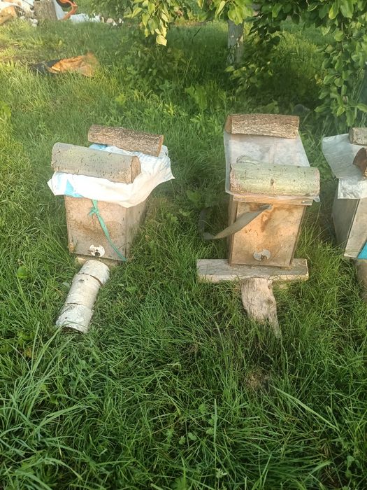 Бджолосімї, бджолопакети (отводки) Карпатка