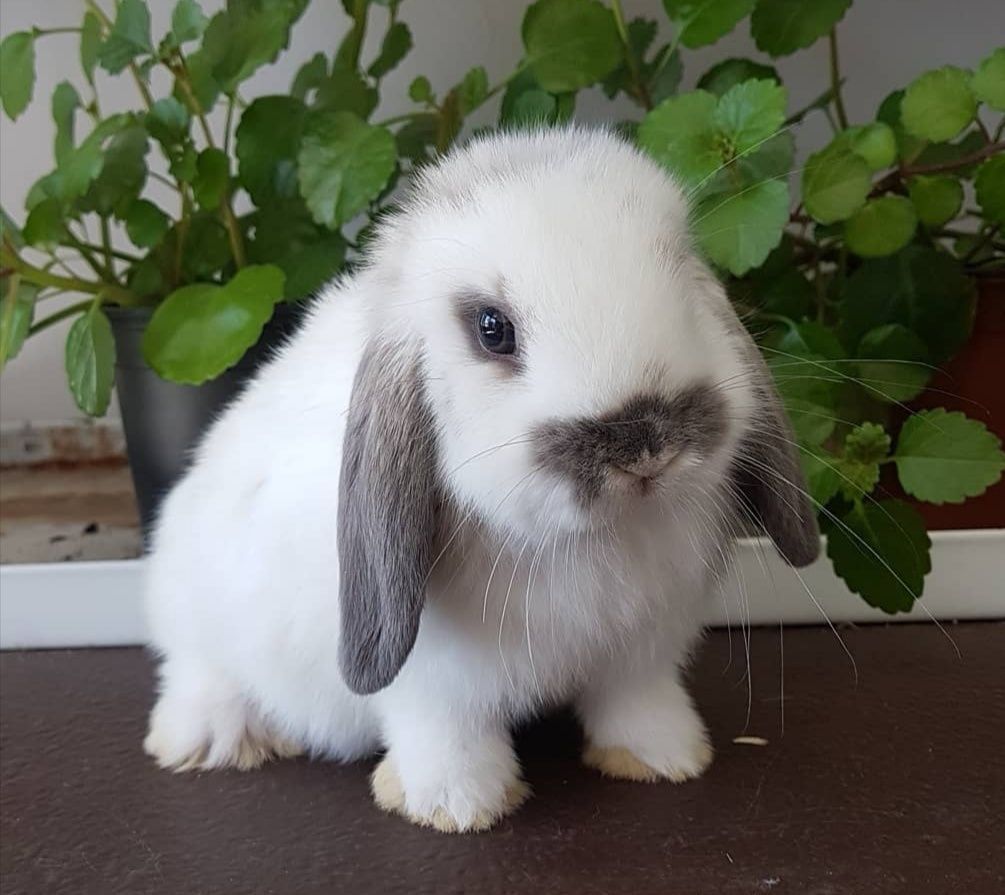 KIT Coelhos anões orelhudos, mini lop super inteligentes