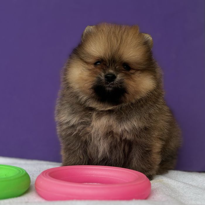 хлопчик тип ведмедика шоу классу