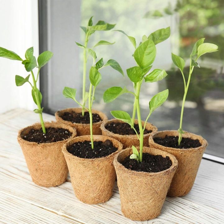 Doniczki Torfowe P6 Biodegradowalne Rozsadowe Sadzonki Rozsady 6 Cm 60
