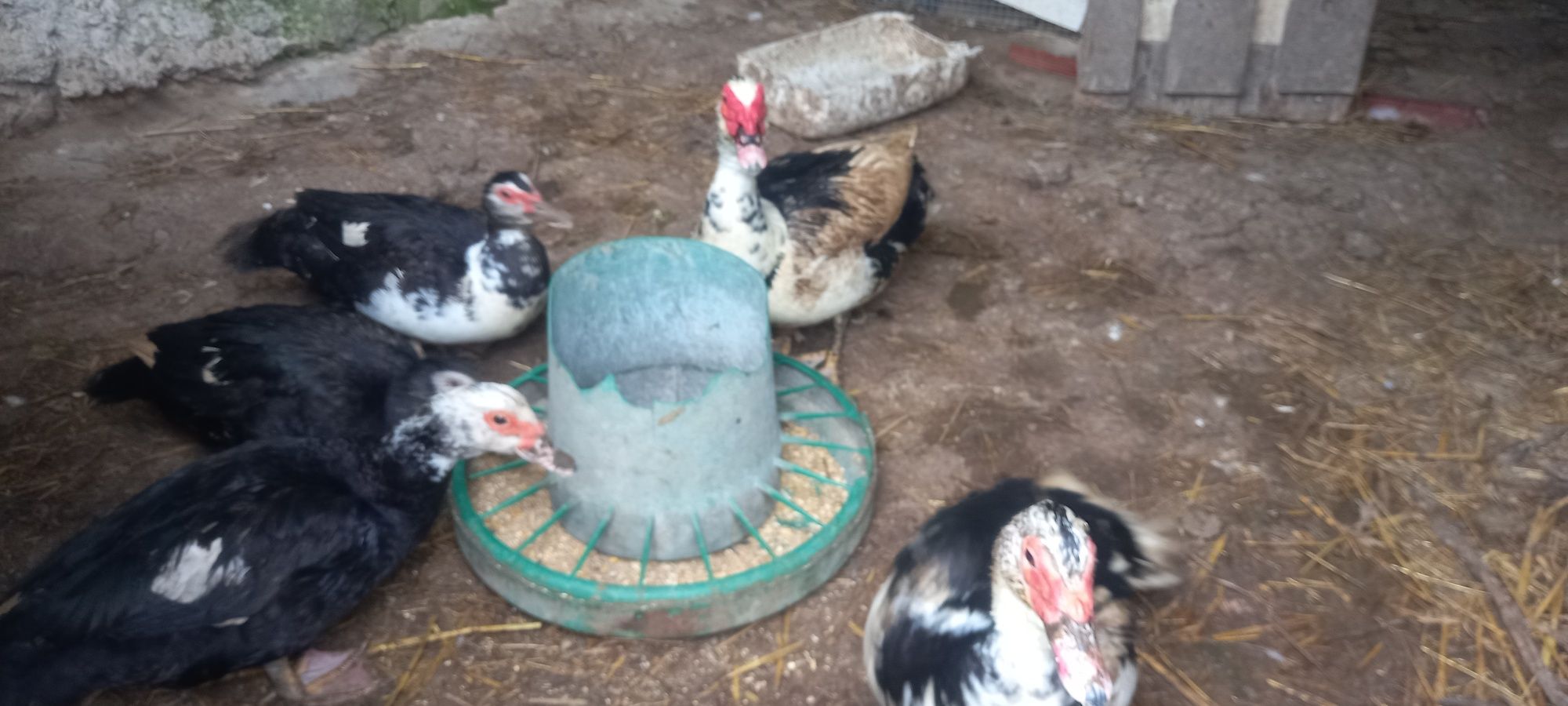 Ovos de pato mudo para incubação