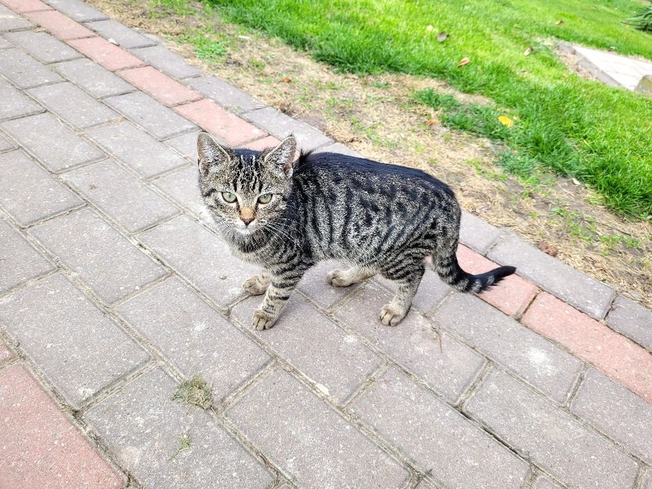 Koty małe do oddania