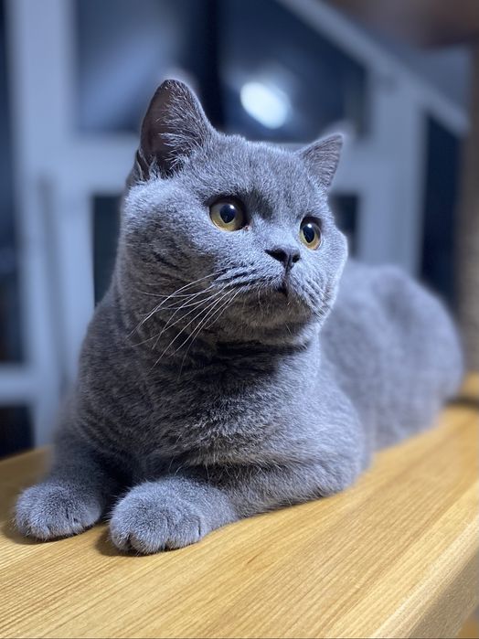 Кошеня, виховане у найкращих традиціях.