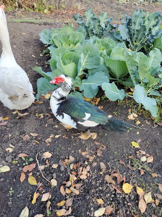 Продам селезня шипуна