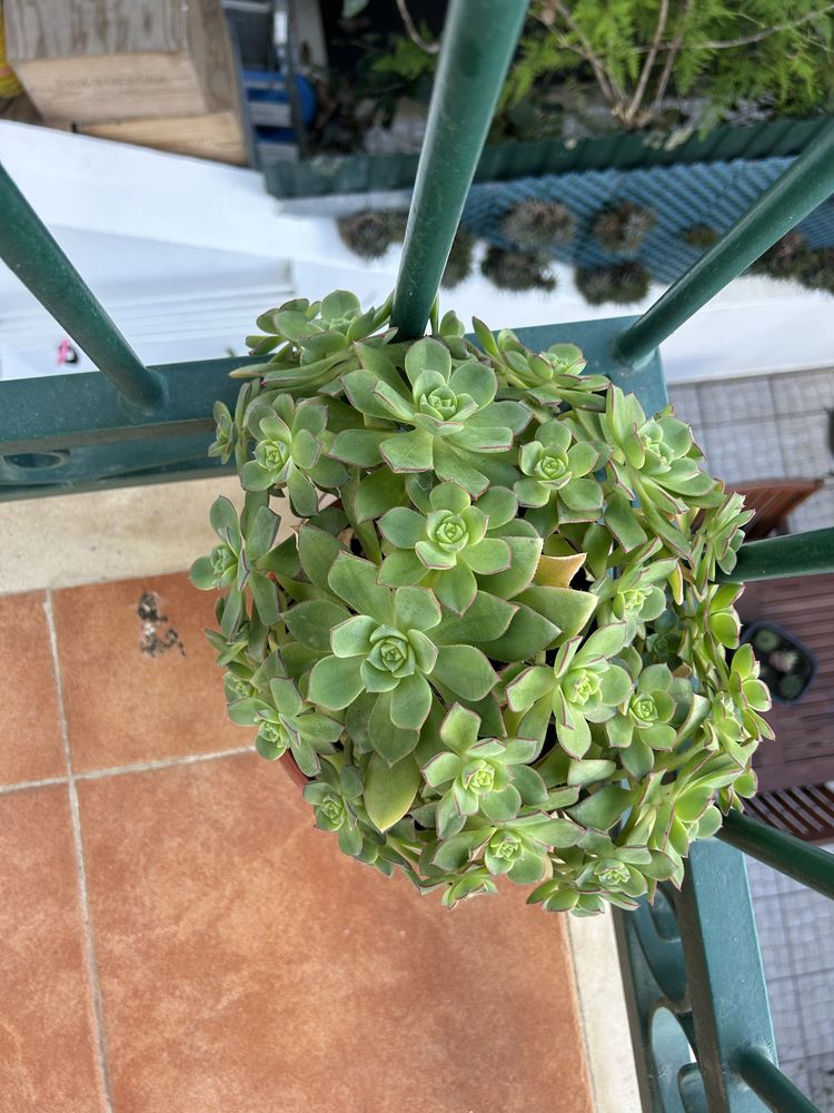 Vendo planta jade mais sucentas