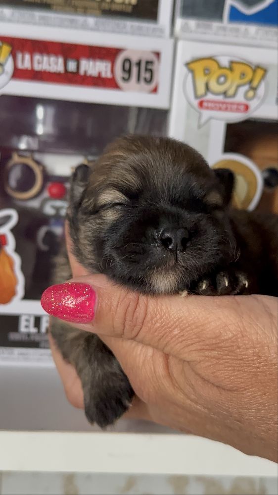 Szpic miniaturowy pomeranian dziewczynka