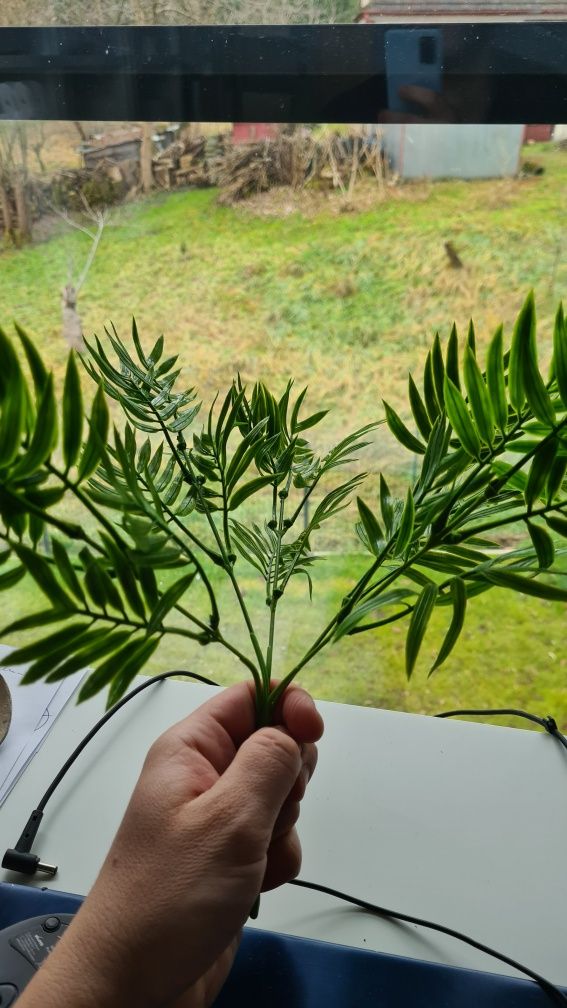 Rośliny do terfarium łatwe do modelowania ok 30 cm 5 gałązek