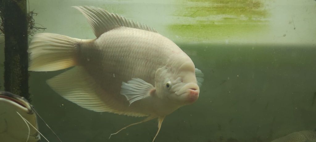 Vendo gurami gigante albino 50cm