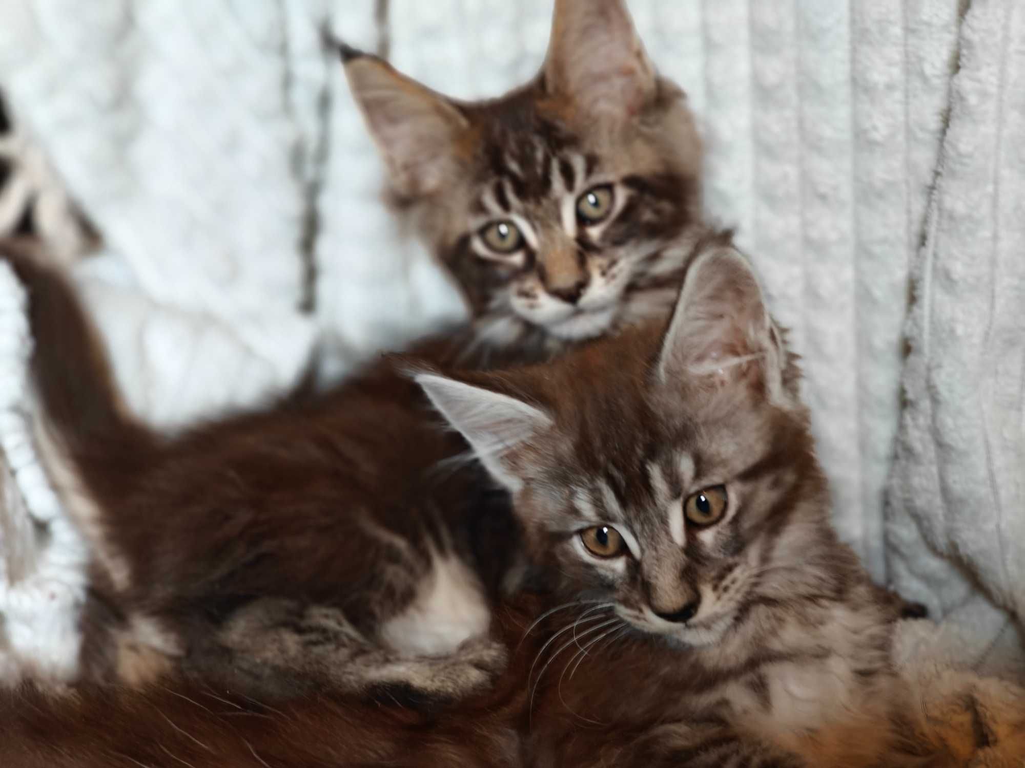 Kocięta Maine coon niebieskie srebrne czarne dymne fpl ccf