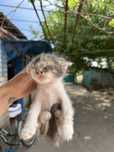 Котик, метис шотландского, БЕСПЛАТНО