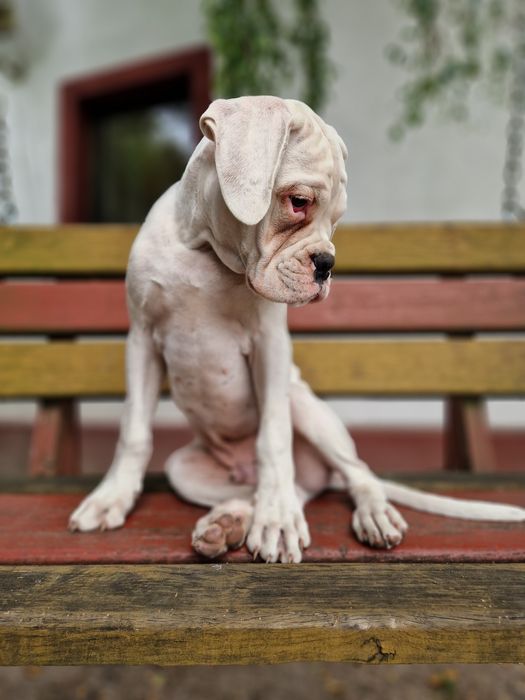 Piękny piesek rasy bokser Gotowy do zmiany domu