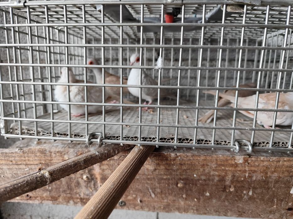 ROLAS Damantes Bejes