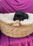 Piesek cocker spaniel