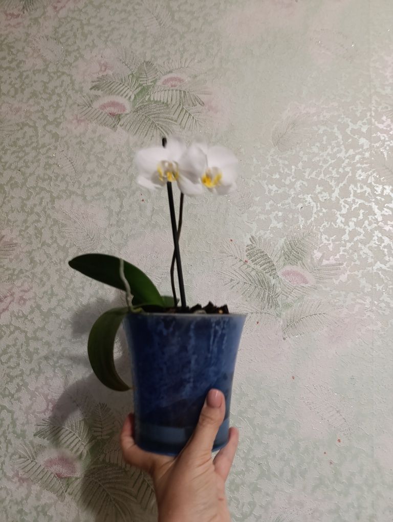Продам орхидеи красивые