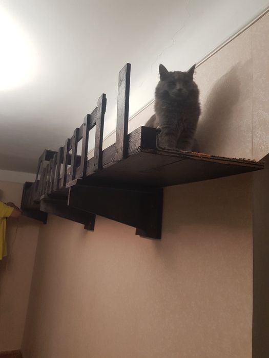 Домашняя передержка кошек и собак