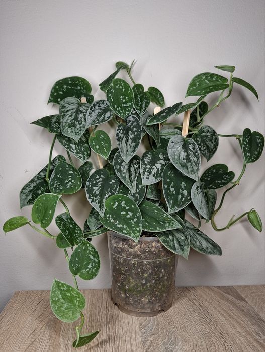 Scindapsus Silvery Ann