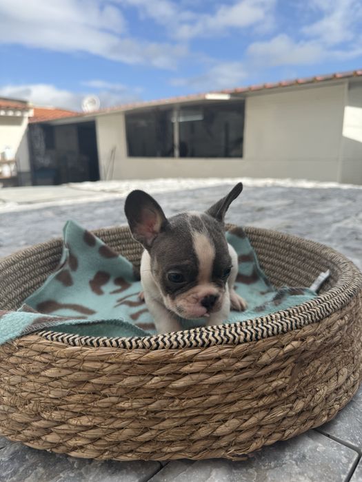 Bulldog Francês Excelente Linhagem