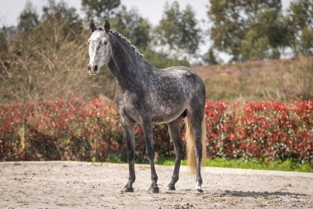 Cavalo puro sangue lusitano