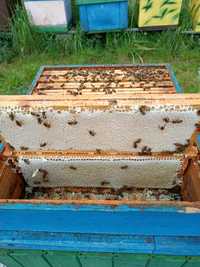 Pszczoły, rodziny pszczele, rójki