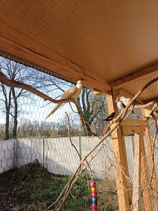 Gołąbki diamentowe