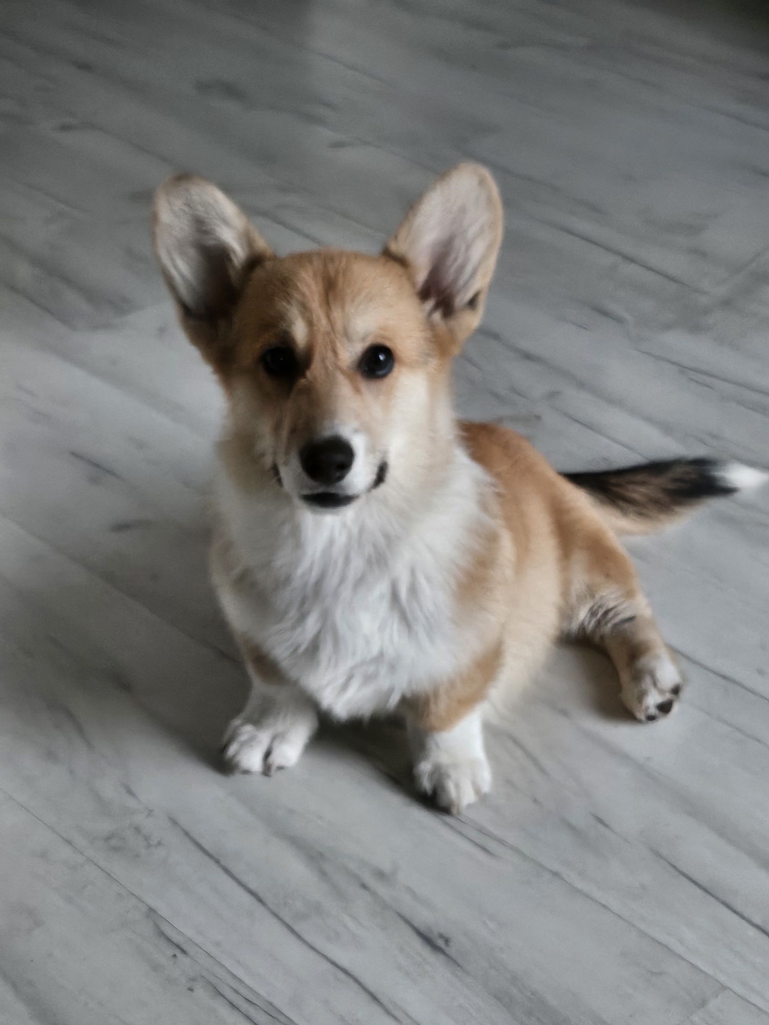 Welsh Corgi Pembroke suczka